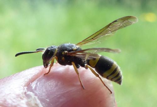 Ancistrocerus nigricornis